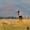Cap sedlaty - Ephippiorhynchus senegalensis - Saddle-billed Stork o7130